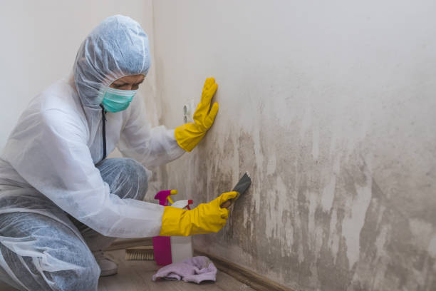 Reliable Carlisle, IA Mold Removal Solutions