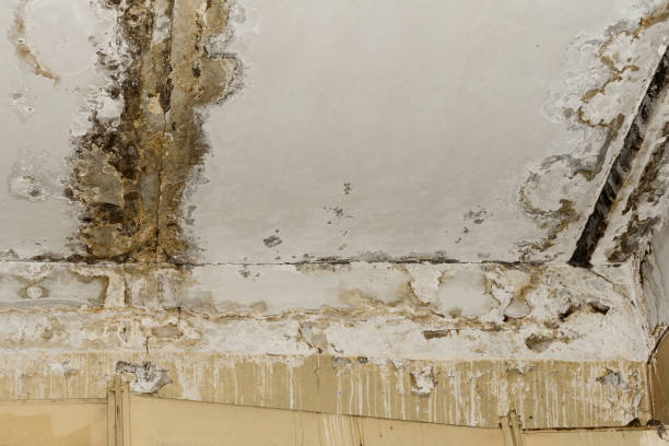 Best Real Estate Mold Inspection  in Carlisle, IA