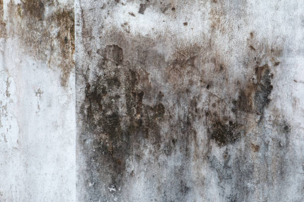Best Forensic Mold Investigation  in Carlisle, IA