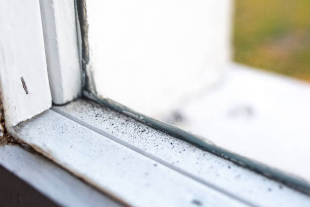 Best Asbestos and Lead Testing During Mold Inspection  in Carlisle, IA