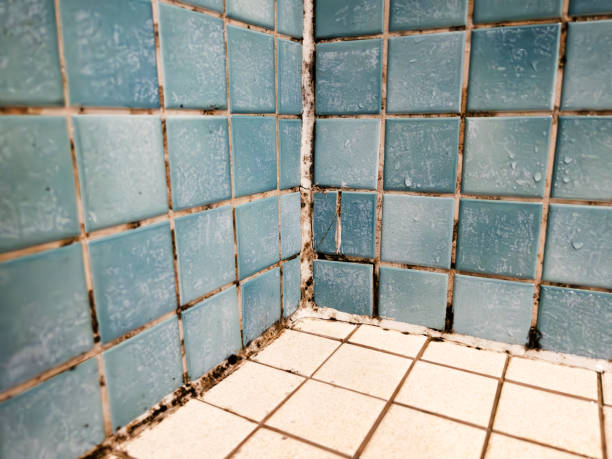 Best HVAC Mold Inspection and Cleaning  in Carlisle, IA