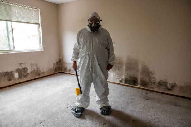 Best Attic Mold Removal  in Carlisle, IA