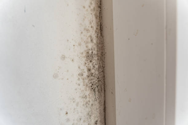 Mold Remediation for Rental Properties in Carlisle, IA
