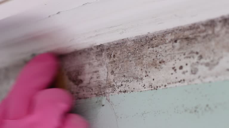 Best Mold Damage Restoration  in Carlisle, IA